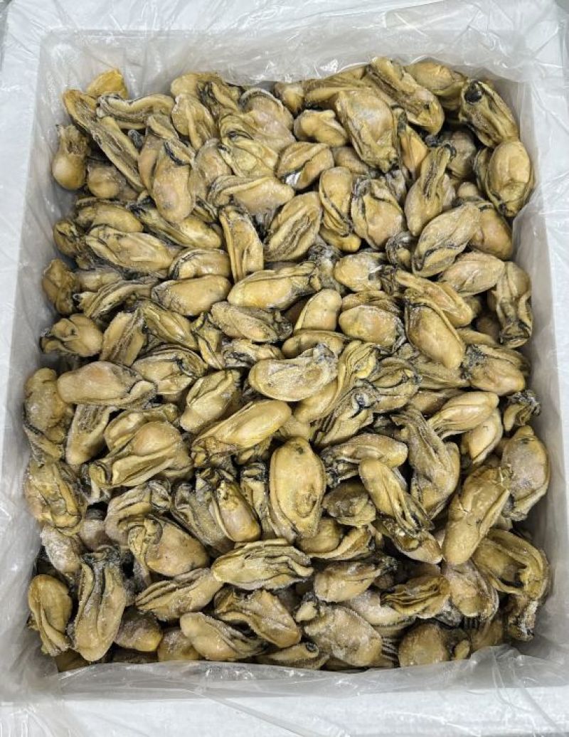 熟晒广东台山金蚝，均匀，饱满肥美，8成干，顺丰冷链配送
