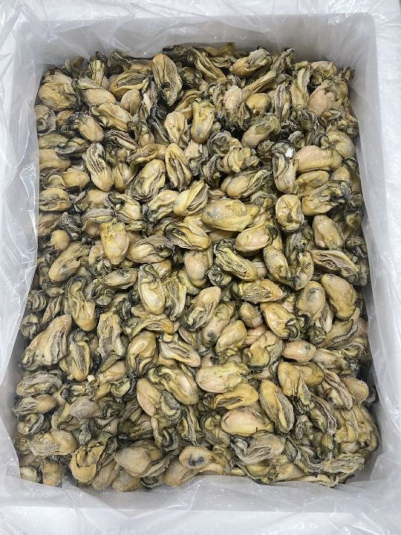 熟晒广东台山金蚝，均匀，饱满肥美，8成干，顺丰冷链配送