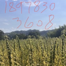 农村爸妈种白芝麻