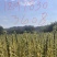 农村爸妈种白芝麻