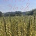 农村爸妈种白芝麻