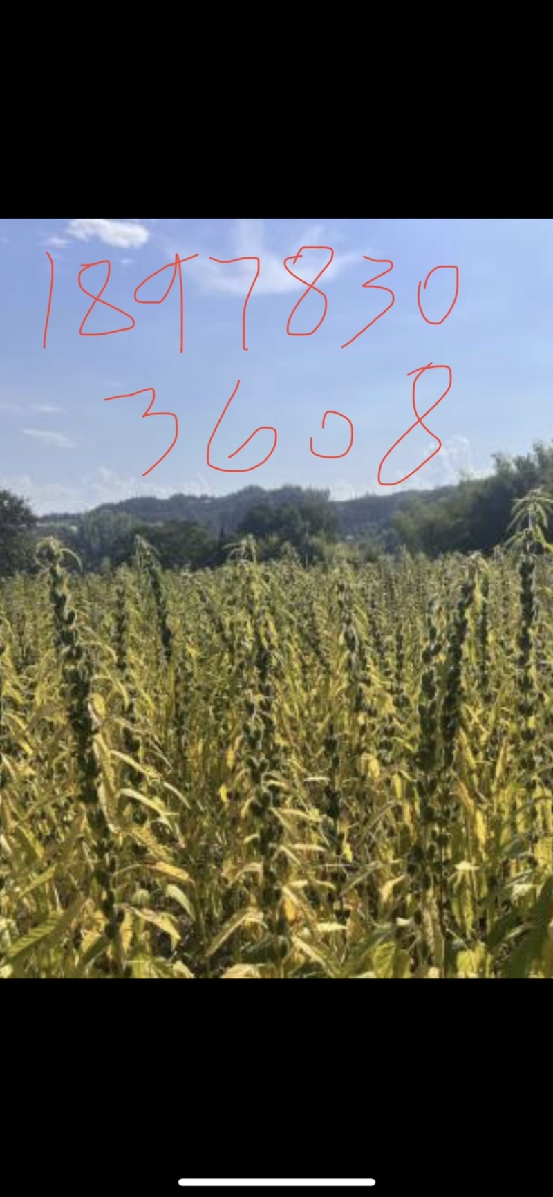 农村爸妈种白芝麻