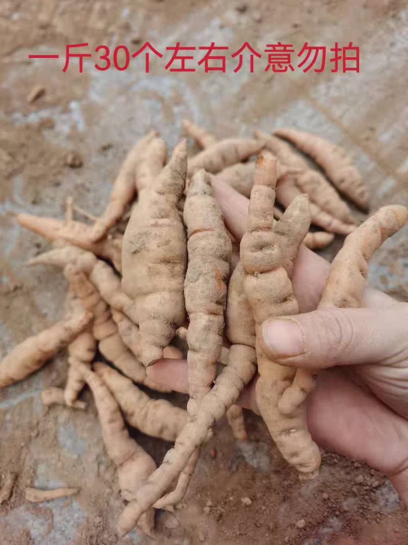 鲜生地500克焦作怀地黄新鲜地髓地黄鲜地黄饮子鲜生地鲜地