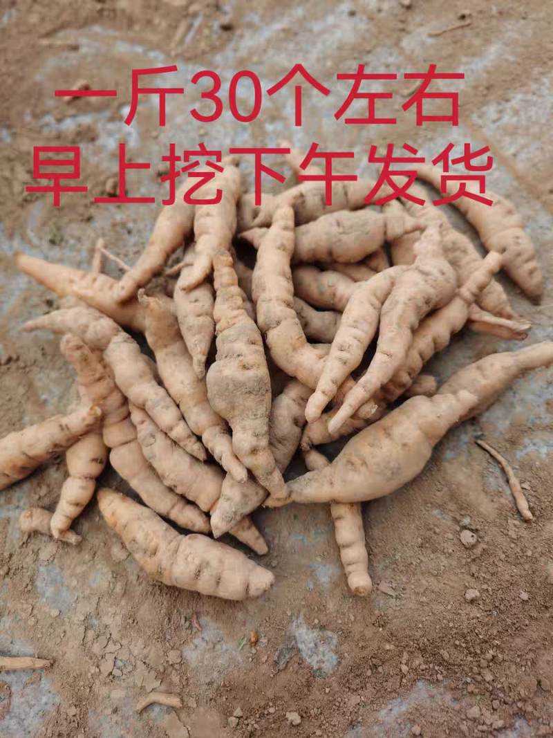 鲜生地500克焦作怀地黄新鲜地髓地黄鲜地黄饮子鲜生地鲜地