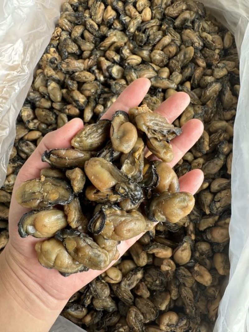 福建蚝干，珠蚝，95干左右，香味浓鲍满，顺丰冷链配送