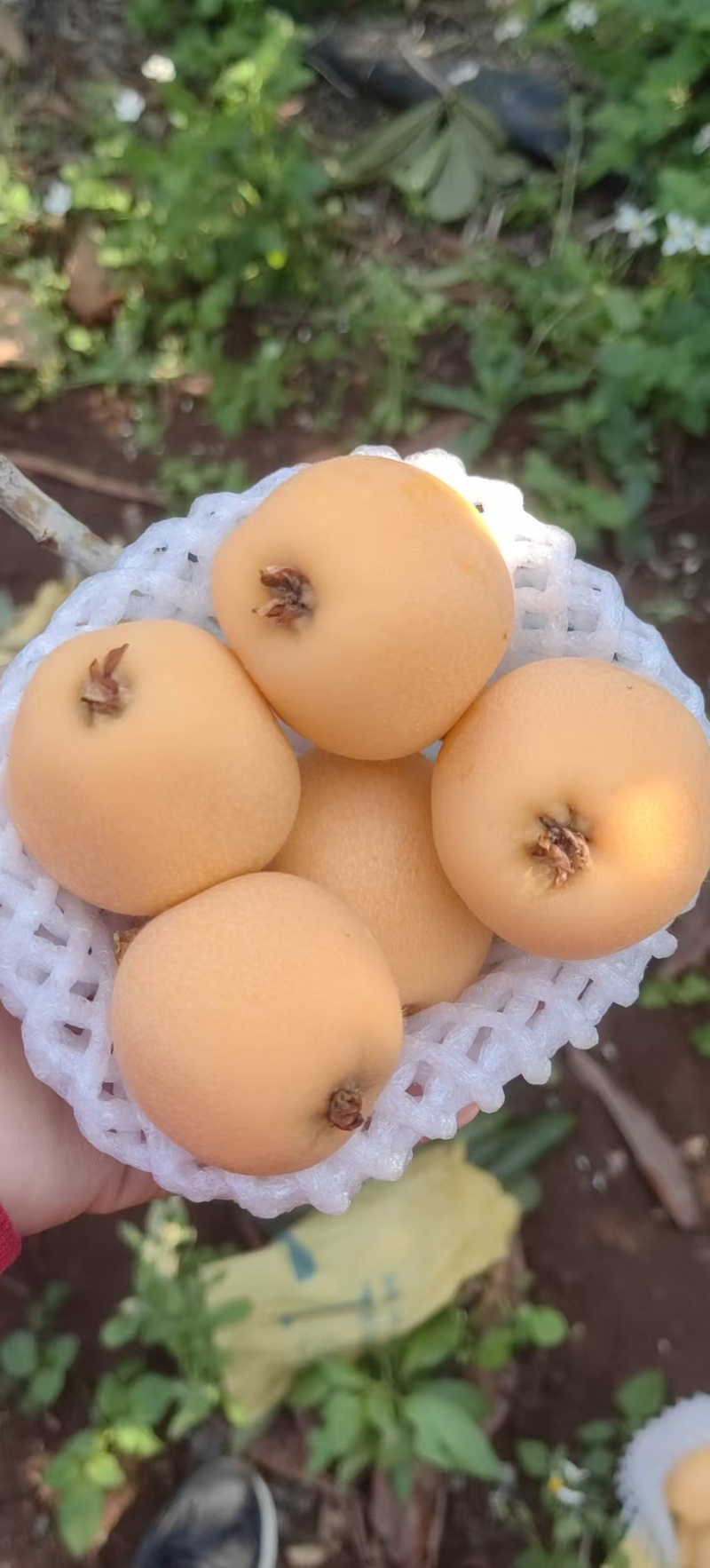 红河枇杷