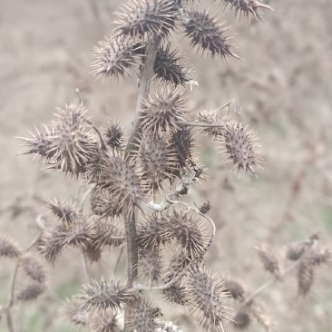野生苍耳子