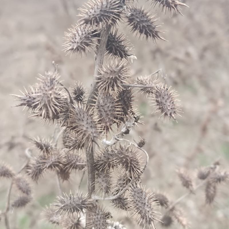野生苍耳子