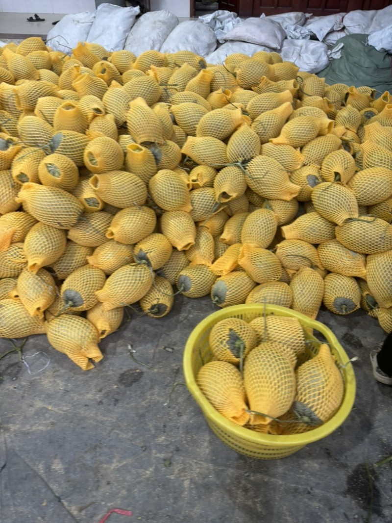 海南哈密瓜🍈一手货源父母承包的果园