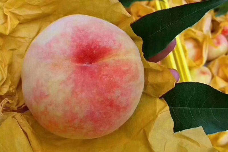 水蜜桃