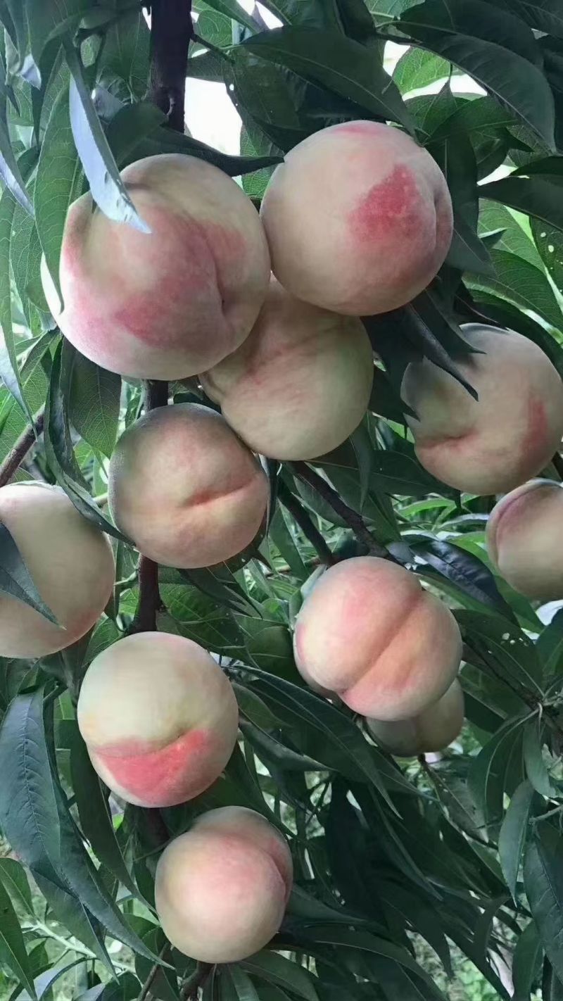 水蜜桃