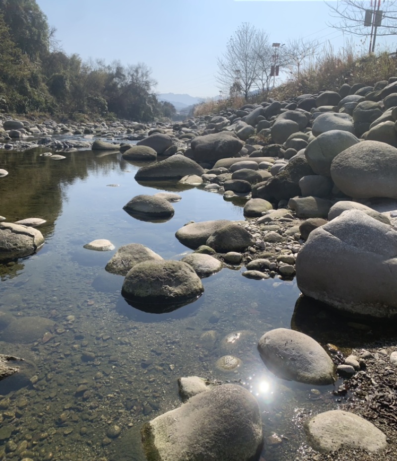 桂林华江深山野生白玉山药