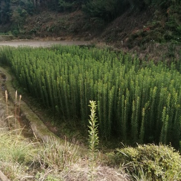 大量供应各种杨梅苗，杯苗