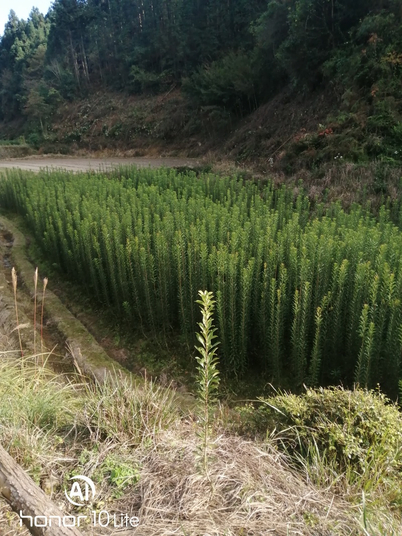 大量供应各种杨梅苗，杯苗