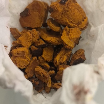 天然牛黄