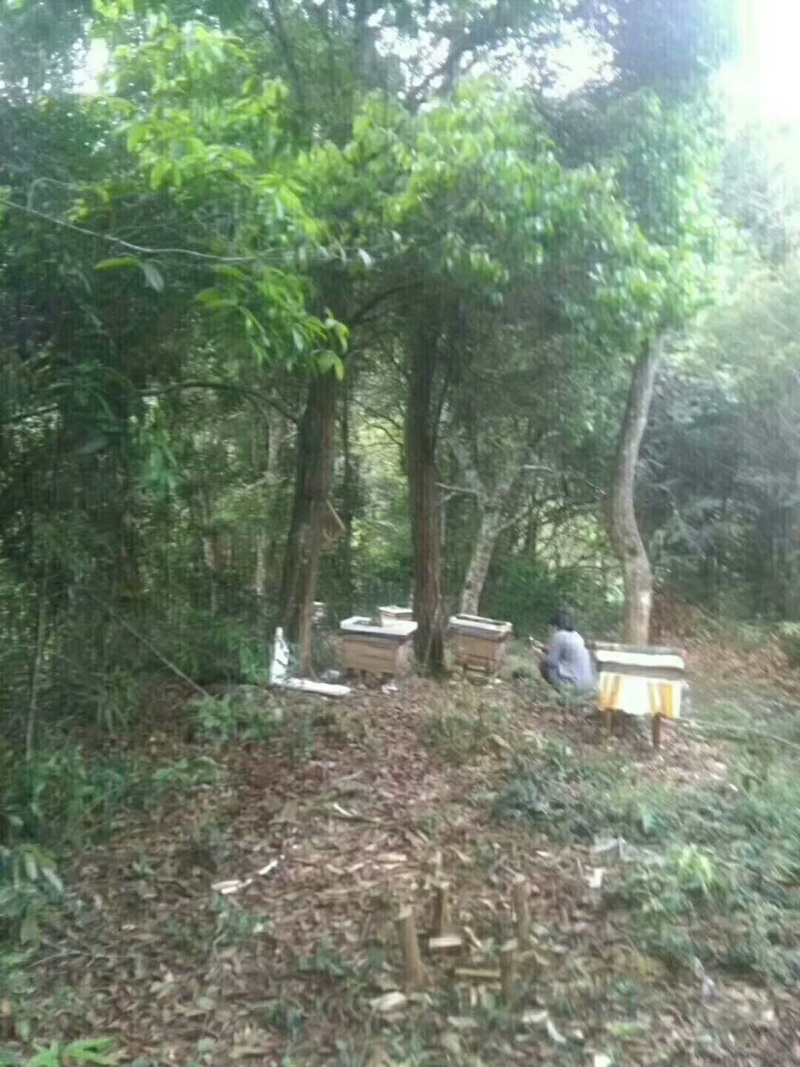 深山百花蜜农家自产纯正天然土蜂蜜