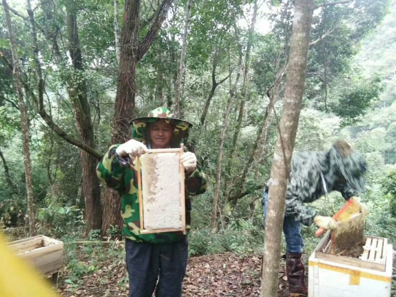深山百花蜜农家自产纯正天然土蜂蜜