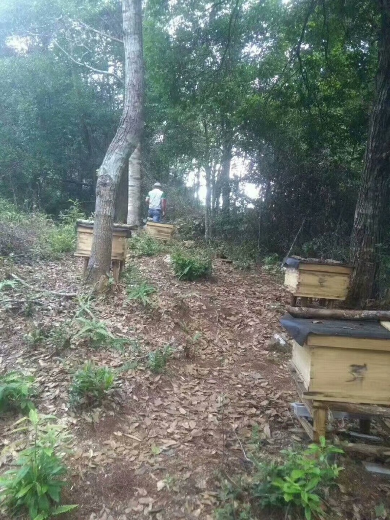 深山百花蜜农家自产纯正天然土蜂蜜