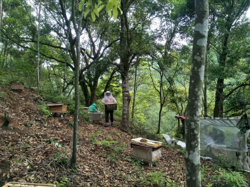 深山百花蜜农家自产纯正天然土蜂蜜