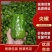产地直发【质量上乘】诚信经营【全国发货】青椒