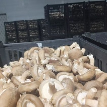 食用菌/鲜香菇/次包装