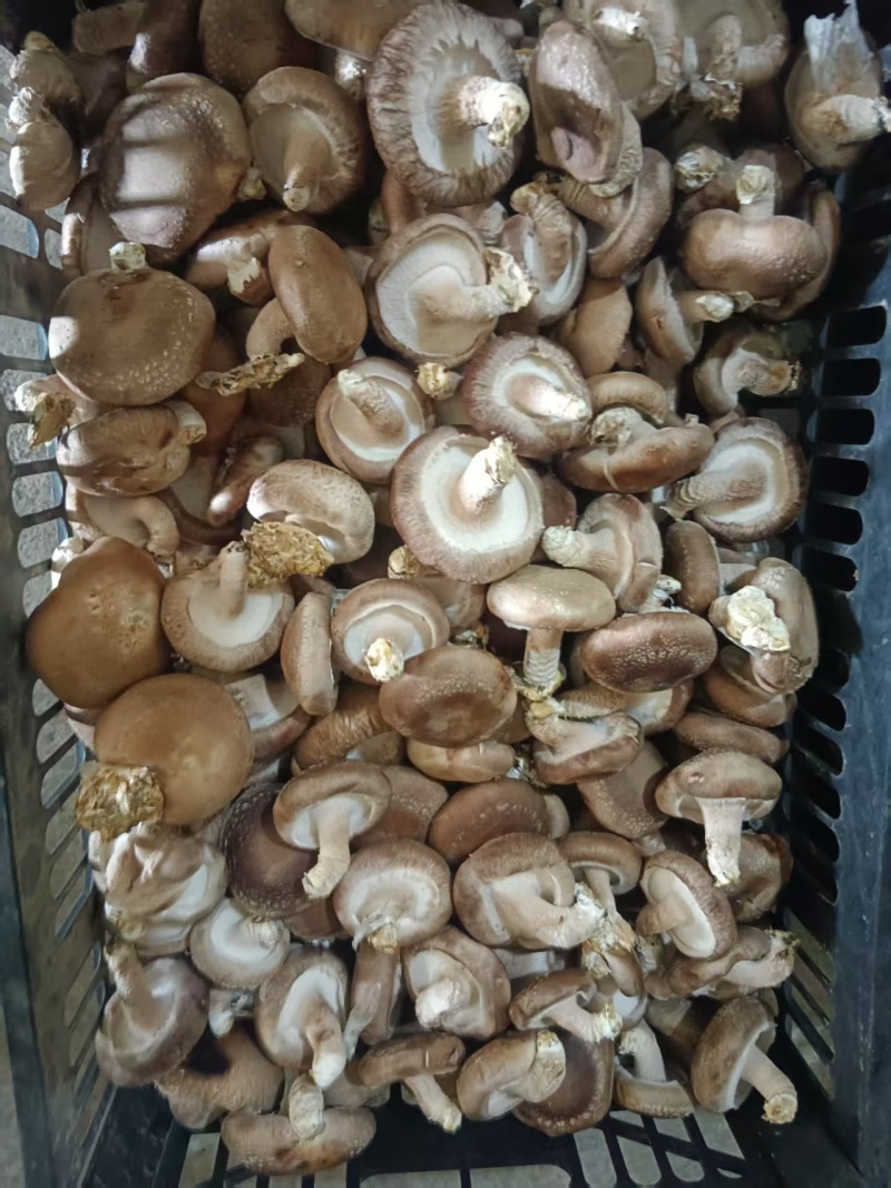 食用菌/鲜香菇/次包装
