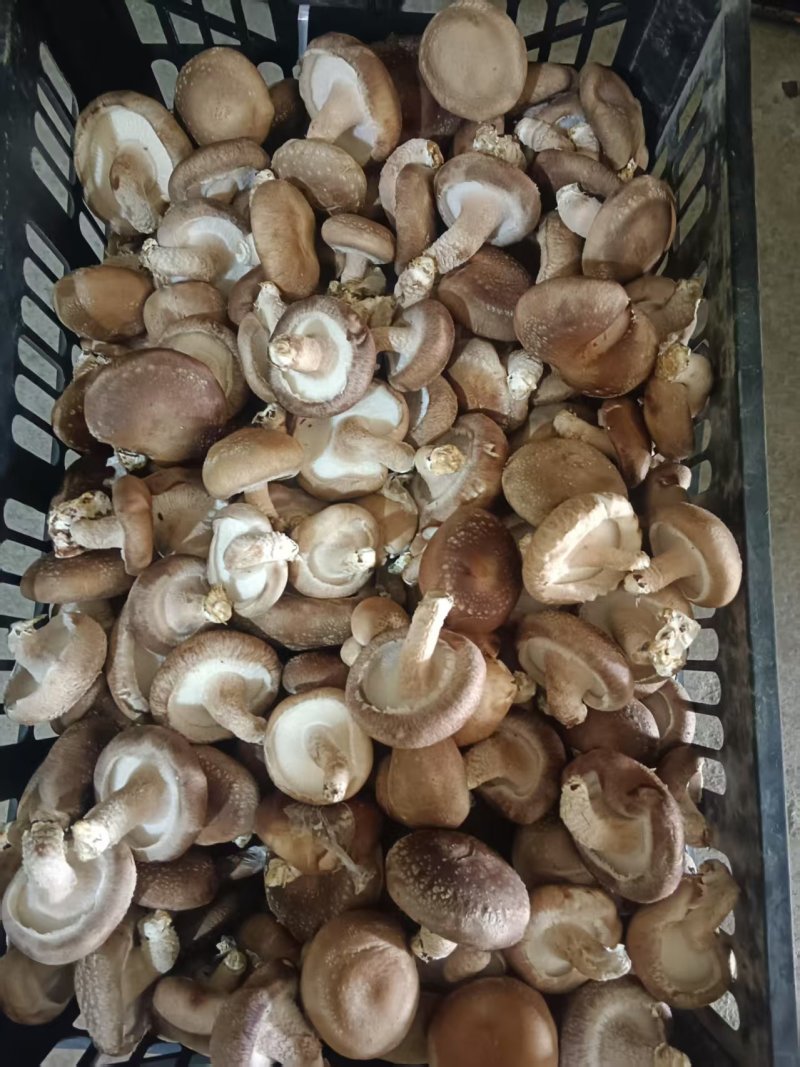 食用菌/鲜香菇/次包装