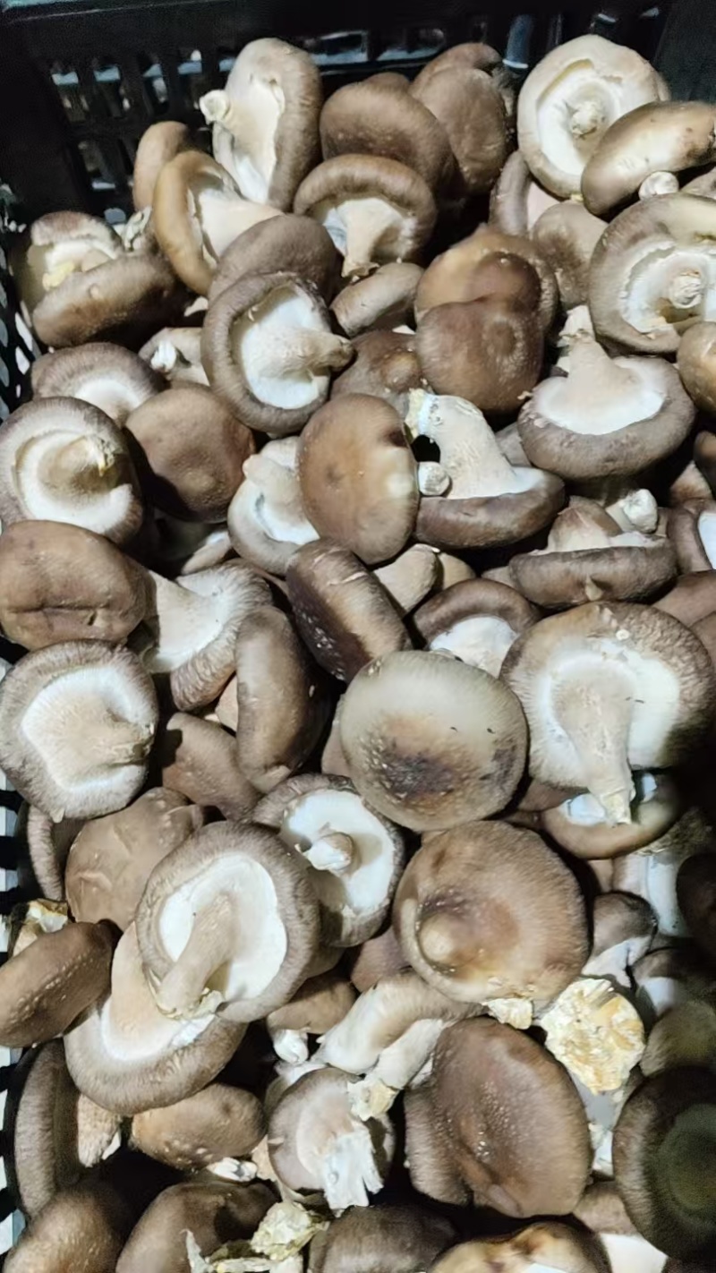 食用菌/鲜香菇/次包装