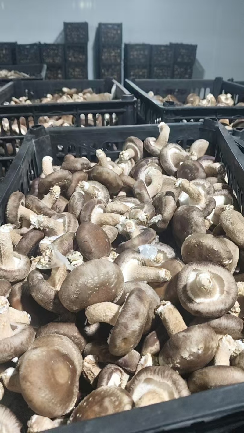 食用菌/鲜香菇/次包装