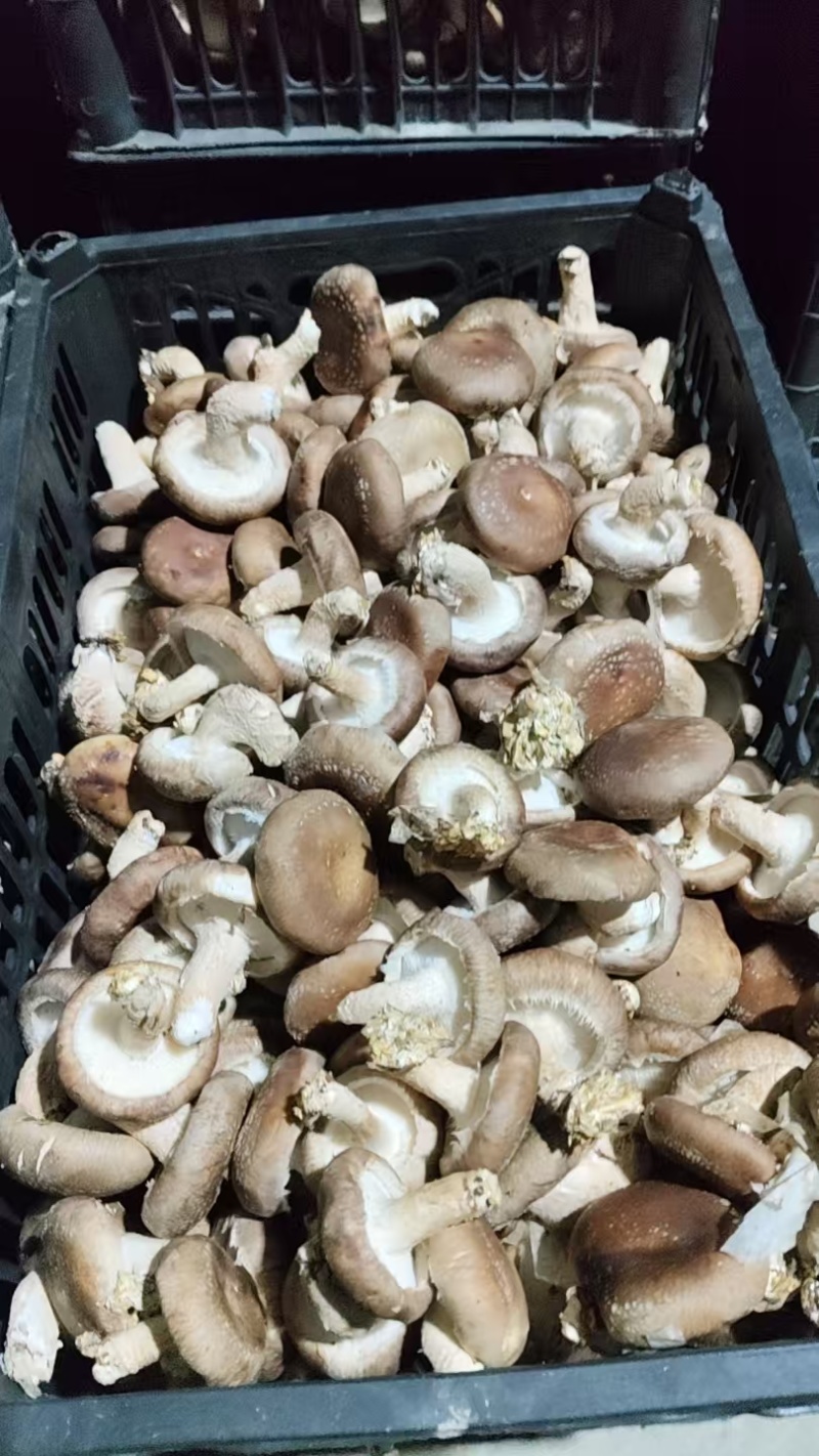 食用菌/鲜香菇/次包装