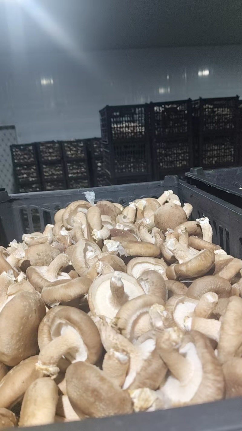 食用菌/鲜香菇/次包装