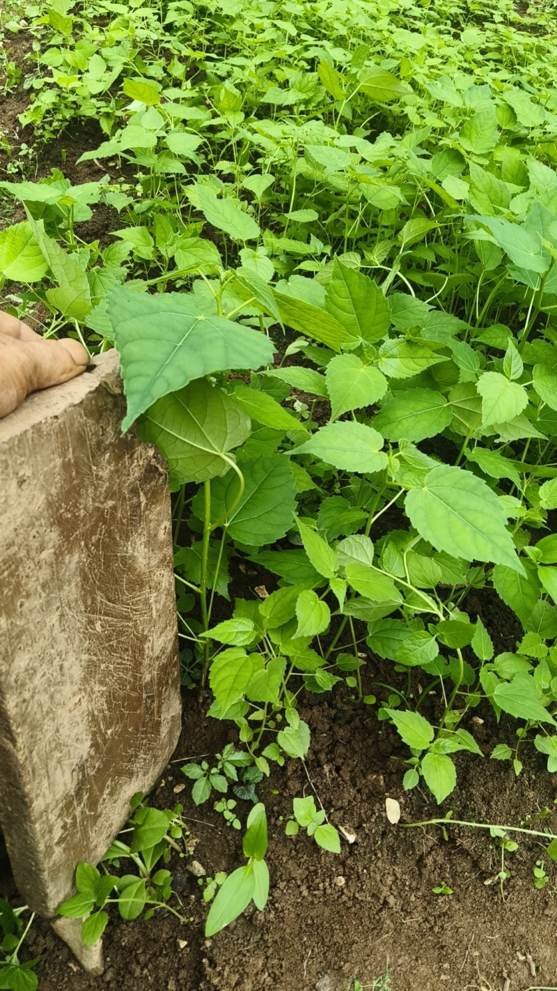 山桐子树苗