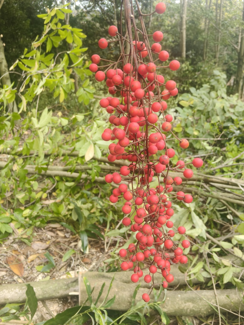 山桐子树苗