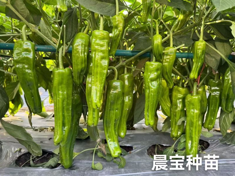 线椒螺丝椒牛角椒皱皮椒小米辣辣椒苗