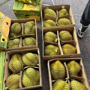 金枕榴莲一手货源，批发价格，坏果包赔