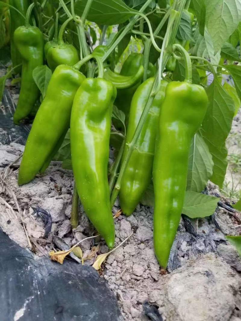 线椒螺丝椒牛角椒皱皮椒小米辣辣椒苗