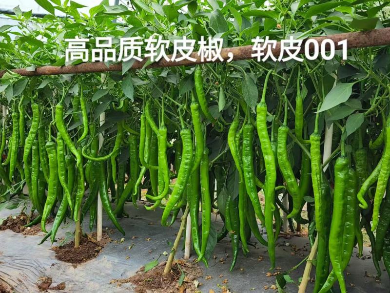 线椒螺丝椒牛角椒皱皮椒小米辣辣椒苗