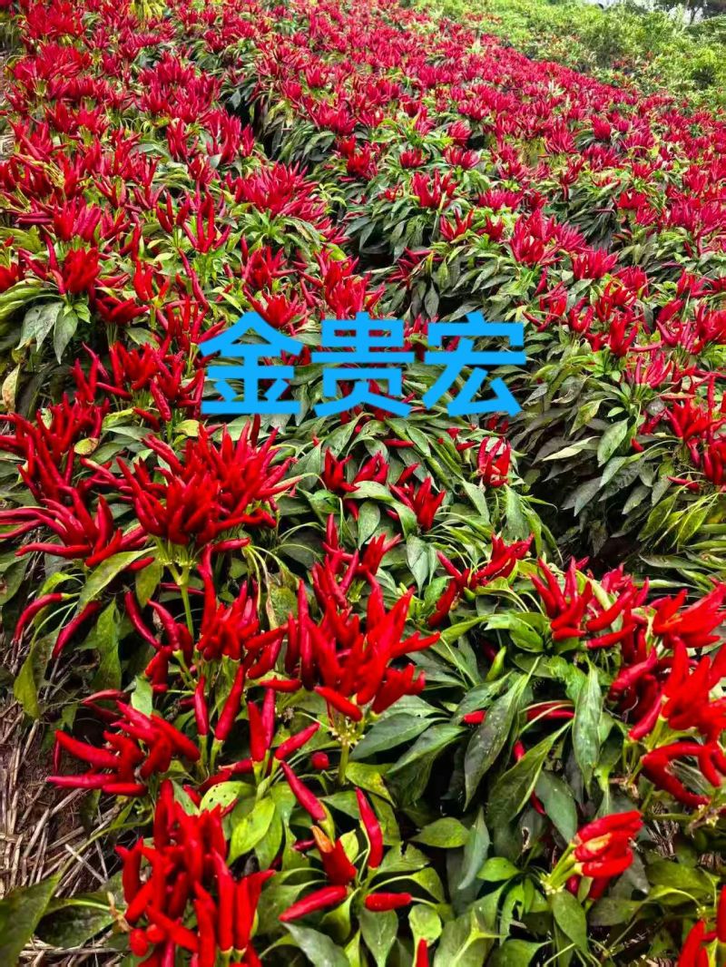 线椒螺丝椒牛角椒皱皮椒小米辣辣椒苗