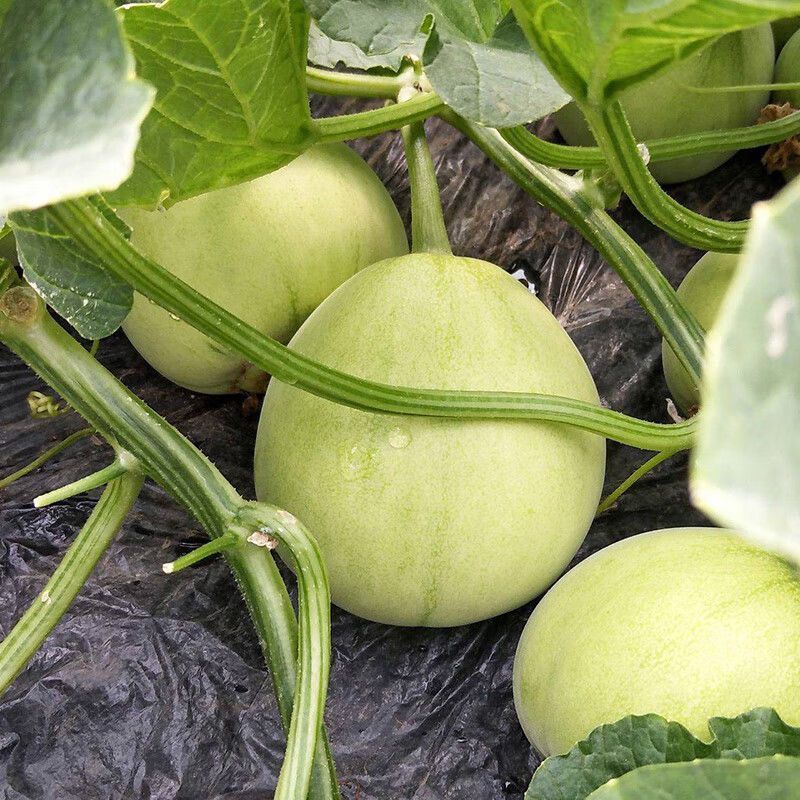 理想甜宝甜瓜种子早熟子孙蔓结瓜果实圆球形果肉绿白肉厚脆甜
