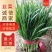 【平台力推】产地直发【货源充足】对接电商【物流全国】韭菜