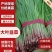 【平台力推】产地直发【货源充足】对接电商【物流全国】韭菜
