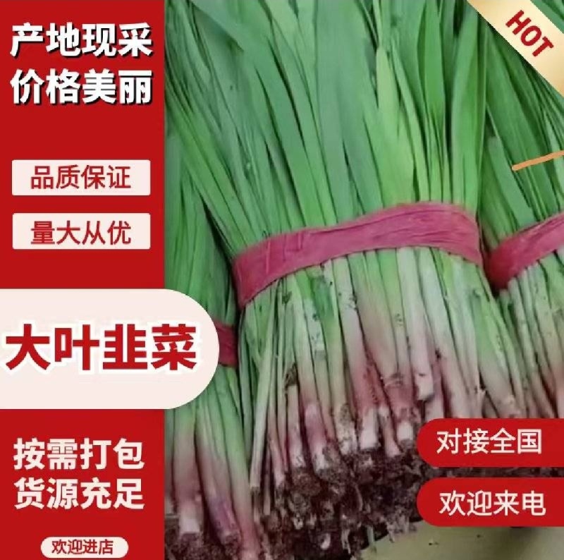 【平台力推】产地直发【货源充足】对接电商【物流全国】韭菜