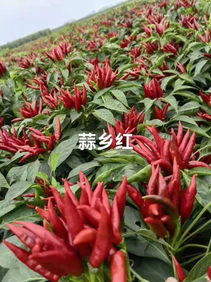 朝天椒辣椒苗金贵宏蒜乡红椒万家包回收免费指导