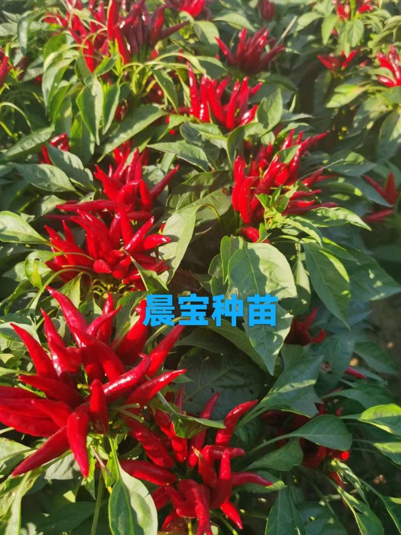 朝天椒辣椒苗金贵宏蒜乡红椒万家包回收免费指导