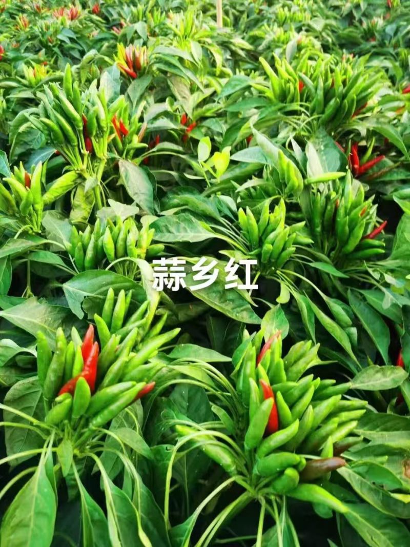 朝天椒辣椒苗金贵宏蒜乡红椒万家包回收免费指导