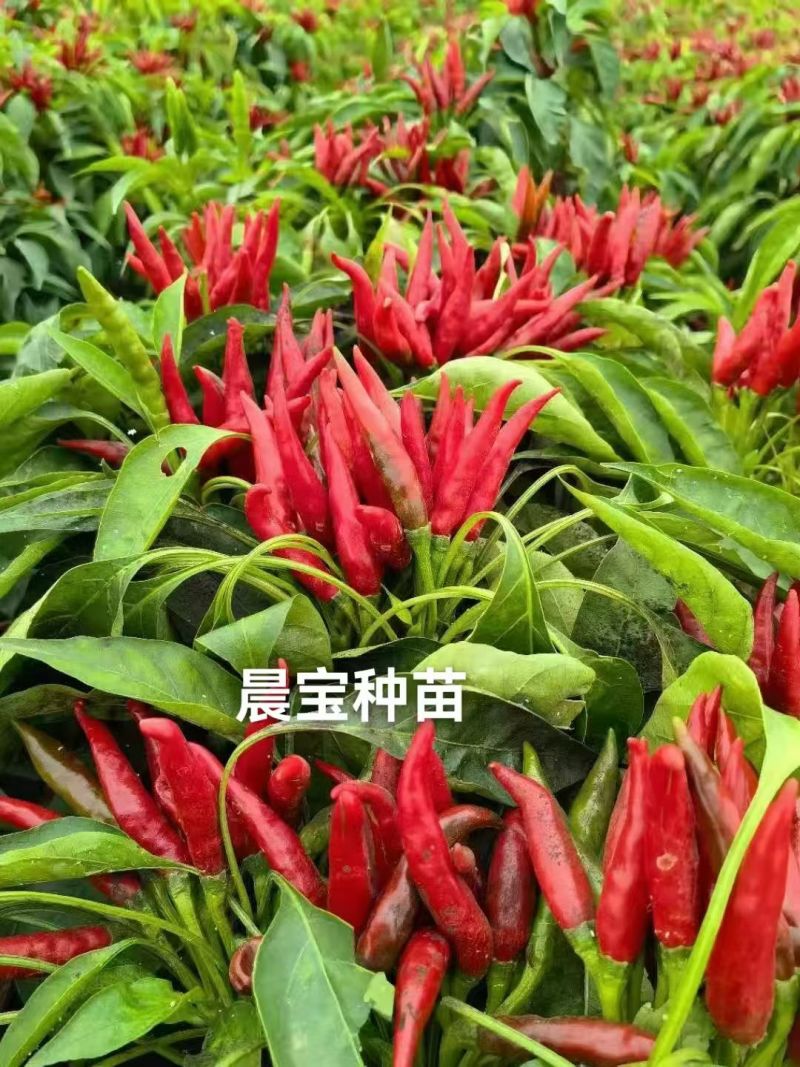 朝天椒辣椒苗金贵宏蒜乡红椒万家包回收免费指导