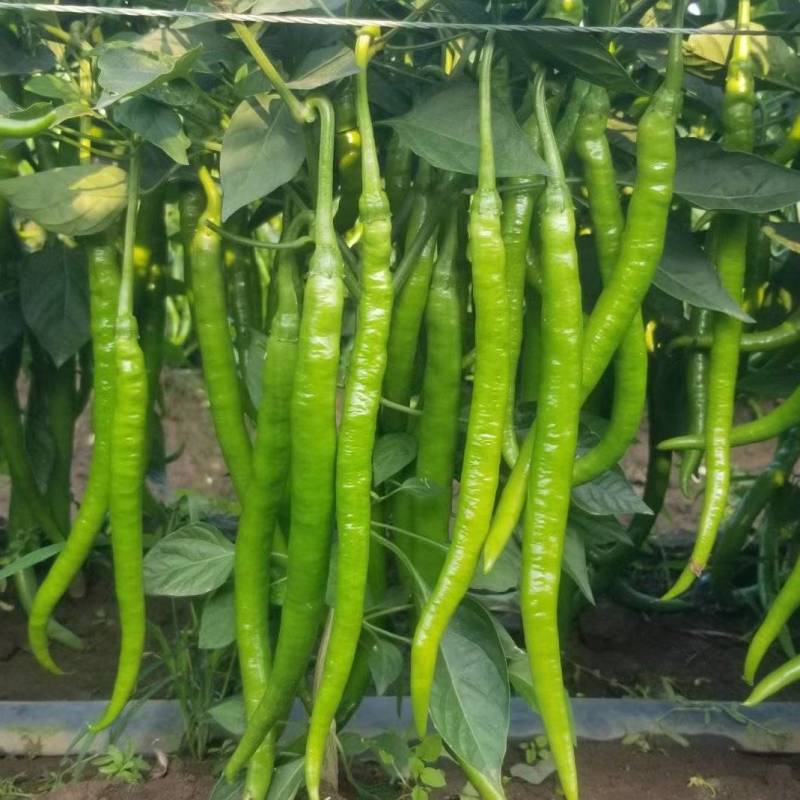 线椒苗黑线黄线免费技术指导有辣椒苗植物检疫证