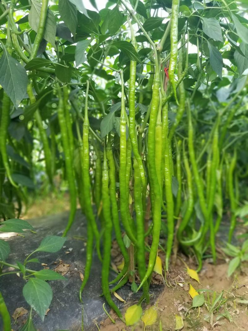 线椒苗黑线黄线免费技术指导有辣椒苗植物检疫证