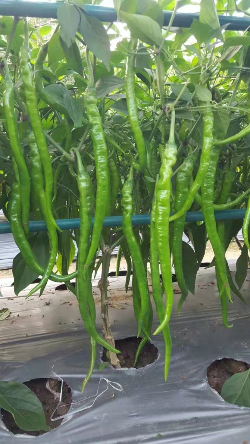 线椒苗黑线黄线免费技术指导有辣椒苗植物检疫证