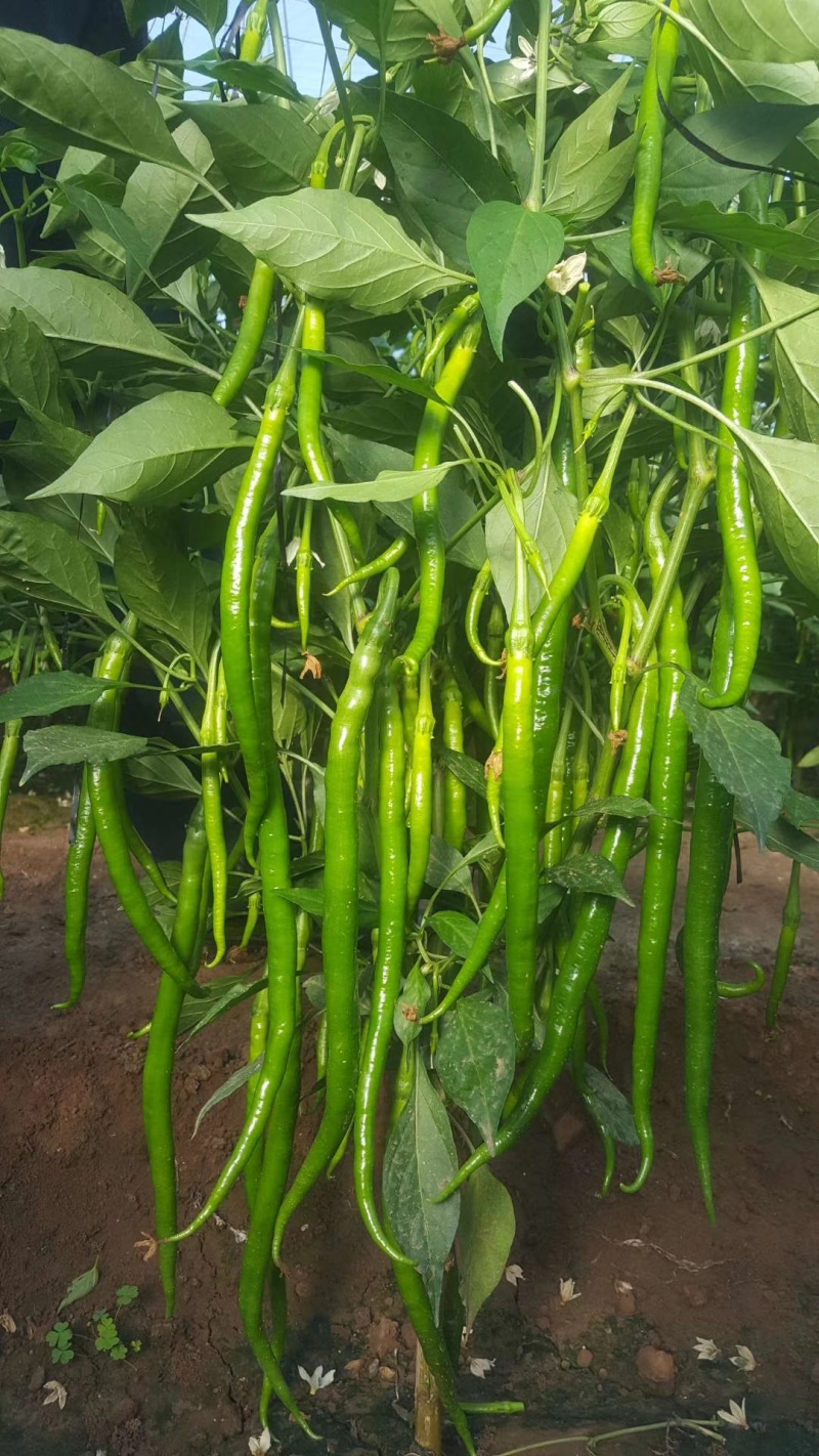 线椒苗黑线黄线免费技术指导有辣椒苗植物检疫证